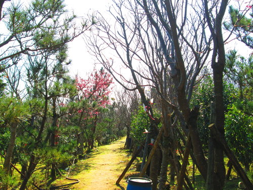 我的秘密花園&平等里賞櫻【平菁街42巷】