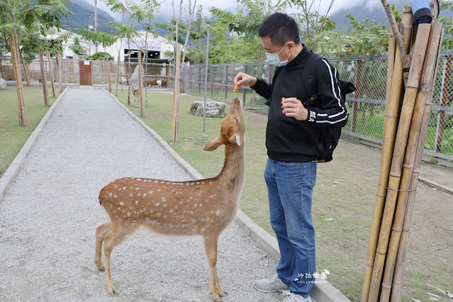 花蓮日式庭園景觀『張家的樹園』餵動物梅花鹿、草泥馬