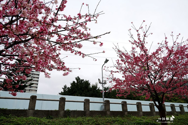 在市區就能賞櫻搭捷運就會到，假日就帶小孩來這放風