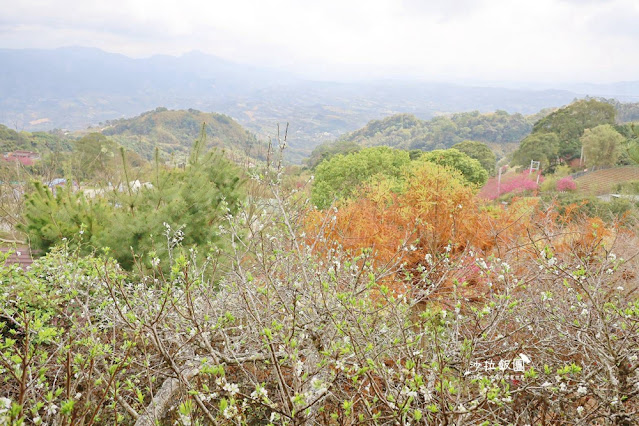 苗栗鍾鼎山林雲海景觀餐廳，人氣養生薑黃火鍋＆雲海老薑蒸足浴