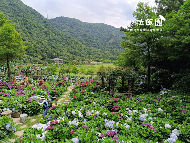 竹子湖繡球花『名陽匍休閒農莊』海芋、繡球花一起賞