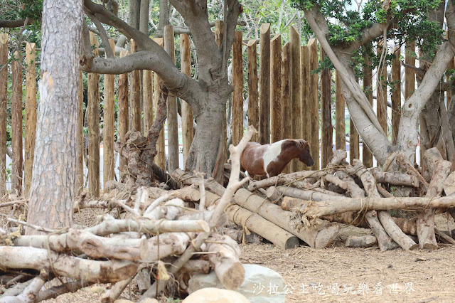 全台最老動物園『新竹動物園』全新打造沒有籠子友善動物園/新竹景點