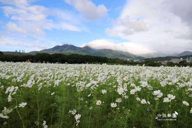 【免費入場】北投景點關渡花海2022愛戀關渡，花現幸福