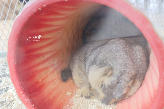 花蓮日式庭園景觀『張家的樹園』餵動物梅花鹿、草泥馬