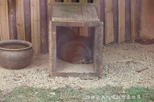 全台最老動物園『新竹動物園』全新打造沒有籠子友善動物園/新竹景點