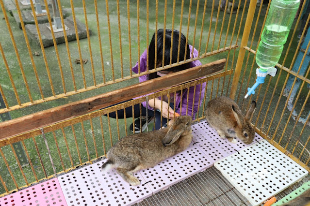 宜蘭景點『宜農牧場』門票100元、餵動物體驗、遊具、親子農場