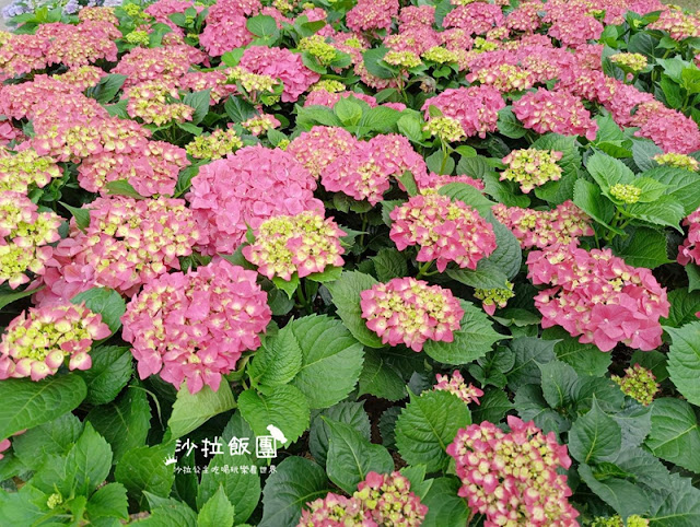 大安森林公園杜鵑花季、繡球花、鋼彈機器人