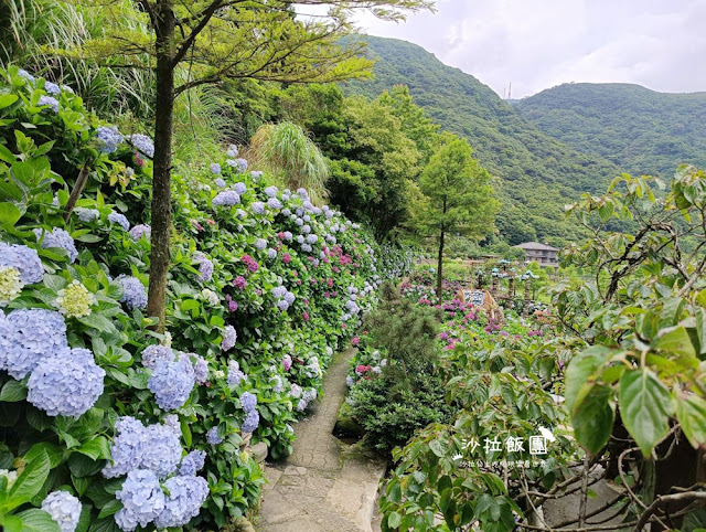 竹子湖繡球花『名陽匍休閒農莊』海芋、繡球花一起賞