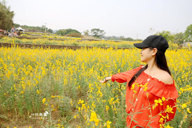 苗栗杭菊最新花況銅鑼杭菊、九湖休閒農場