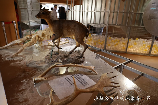 全台最老動物園『新竹動物園』全新打造沒有籠子友善動物園/新竹景點