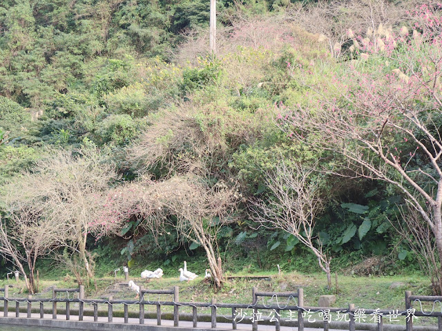 宜蘭親子免費景點『長埤湖風景區』宜蘭旅遊/一日遊景點/露營區/可愛動物