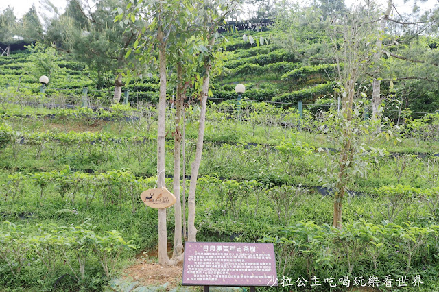 南投景點『Hohocha喝喝茶/台灣香日月潭紅茶廠』免費奉茶.奉蛋體驗