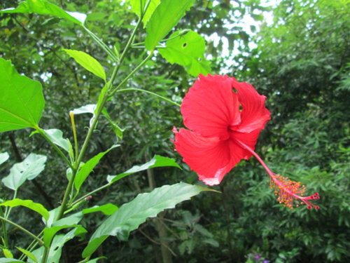 芝山文化生態綠園【士林】