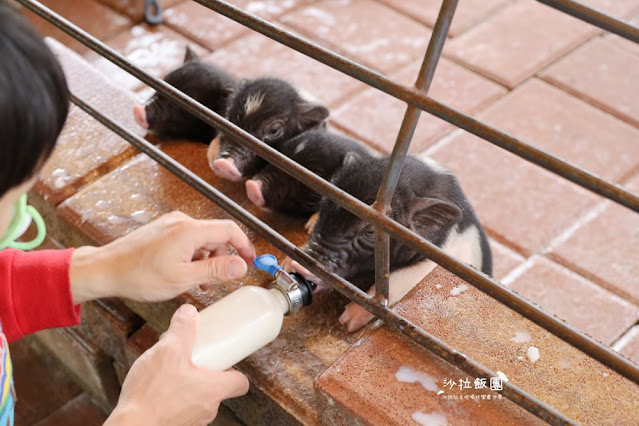 宜蘭景點『宜農牧場』門票100元、餵動物體驗、遊具、親子農場