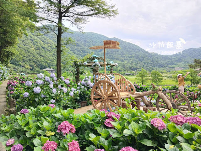 竹子湖繡球花『名陽匍休閒農莊』海芋、繡球花一起賞