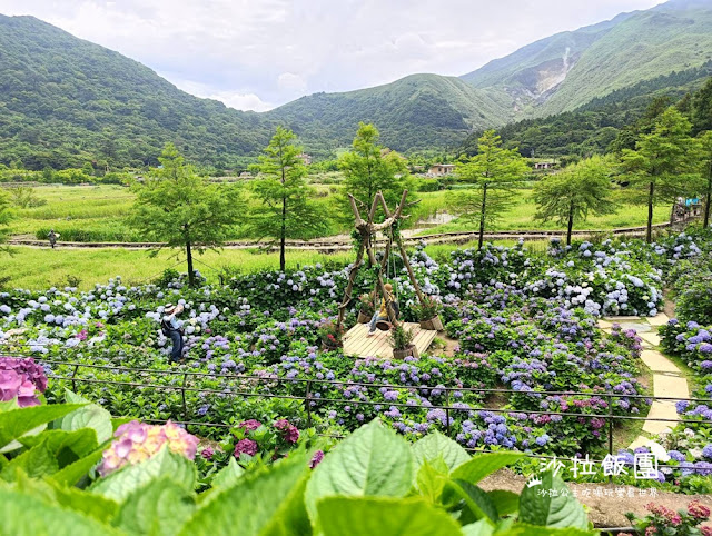 竹子湖繡球花『名陽匍休閒農莊』海芋、繡球花一起賞