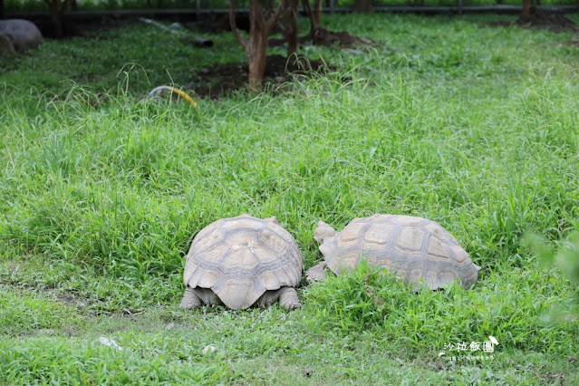 宜蘭景點『宜農牧場』門票100元、餵動物體驗、遊具、親子農場