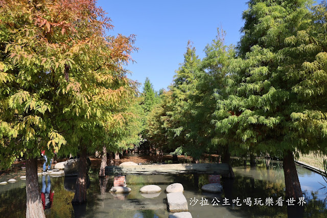 台中落羽松.后里泰安落羽松秘境『羽粼落羽松』裝置藝術像走到畫裡