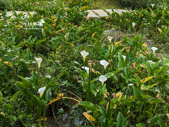 竹子湖土雞『苗榜海芋花園餐廳』繡球花、海芋、土雞