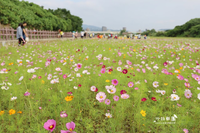 免費入場【2021愛戀關渡花現幸福】5公頃大片花海，北投景點