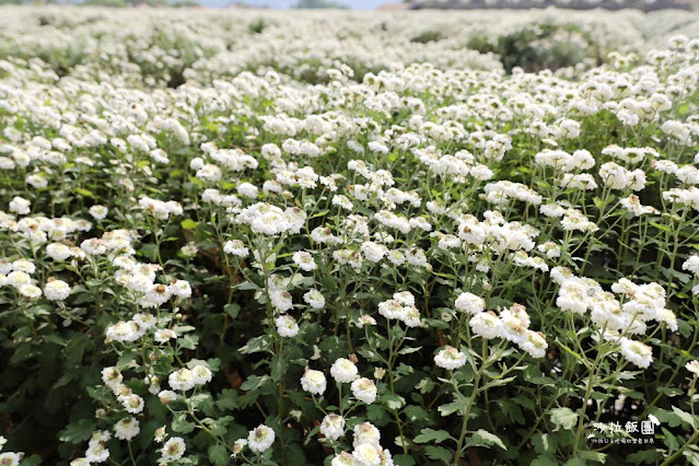 苗栗杭菊最新花況銅鑼杭菊、九湖休閒農場