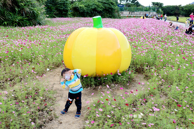 【免費入場】北投景點關渡花海2022愛戀關渡，花現幸福