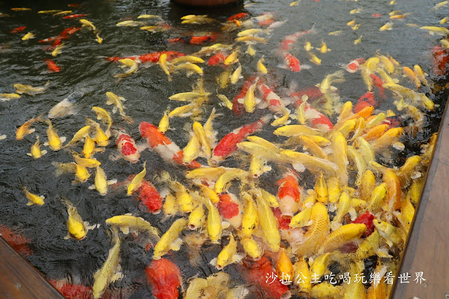 宜蘭礁溪景點『金車礁溪蘭園』親子景點/雨天備案/餵魚/門票可抵消費/狐獴