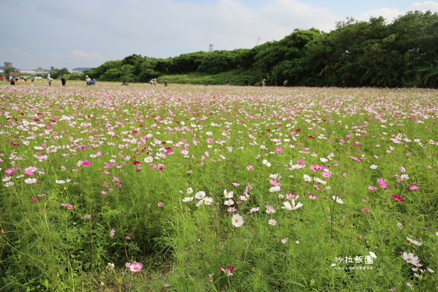 免費入場【2021愛戀關渡花現幸福】5公頃大片花海，北投景點