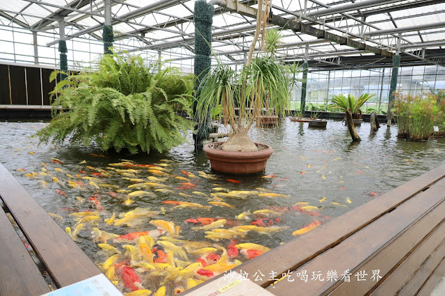 宜蘭礁溪景點『金車礁溪蘭園』親子景點/雨天備案/餵魚/門票可抵消費/狐獴