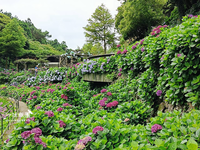 竹子湖繡球花『名陽匍休閒農莊』海芋、繡球花一起賞