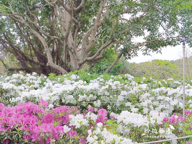 大安森林公園杜鵑花季、繡球花、鋼彈機器人