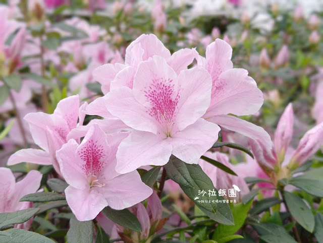 大安森林公園杜鵑花季、繡球花、鋼彈機器人