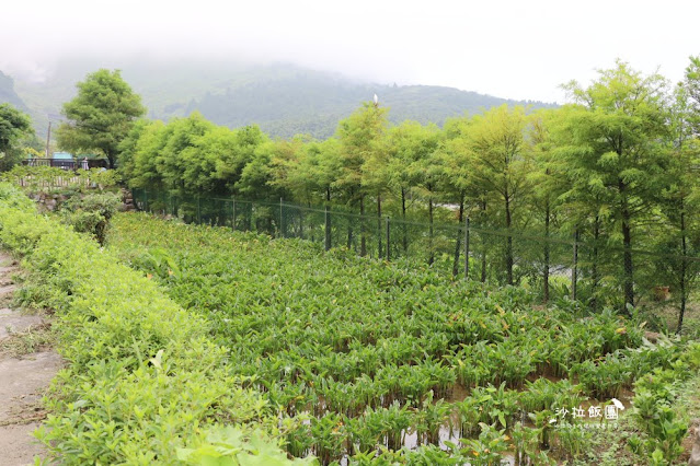 竹子湖『綠山谷海芋園餐廳』被山林環抱的賞景咖啡廳