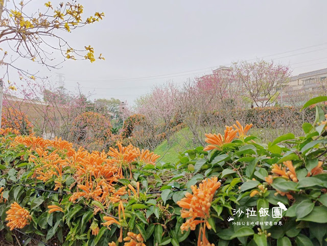 鶯歌景點『鶯歌永吉公園』炮仗花、3D步道、迴旋溜滑梯特色公園