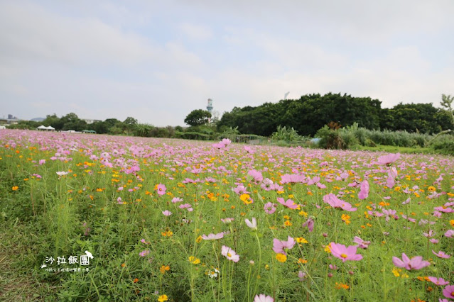 免費入場【2021愛戀關渡花現幸福】5公頃大片花海，北投景點