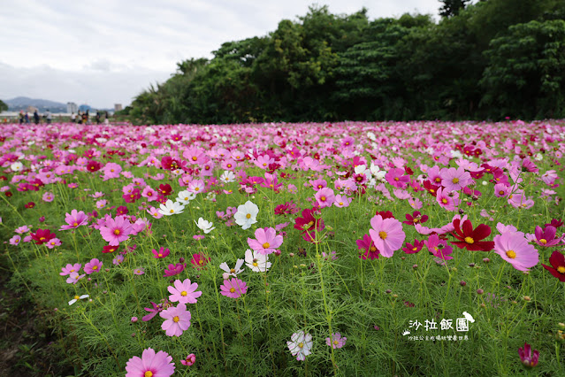 【免費入場】北投景點關渡花海2022愛戀關渡，花現幸福