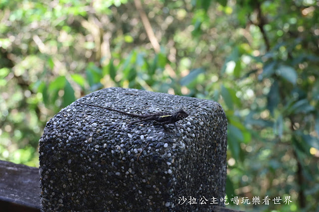 包船輕鬆遊日月潭伊達邵美食推薦、玄光碼頭、阿嬤茶葉蛋、朝霧碼頭