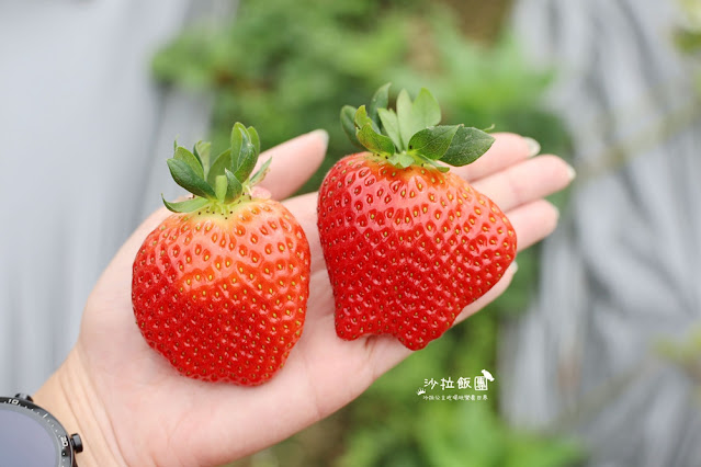 苗栗大湖草莓園推薦『最後一家得草莓園』超大奶油草莓人見人愛