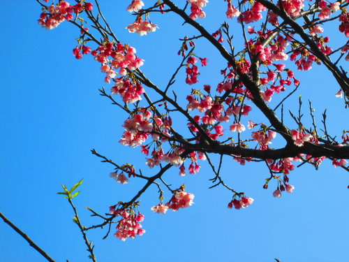 我的秘密花園&平等里賞櫻【平菁街42巷】