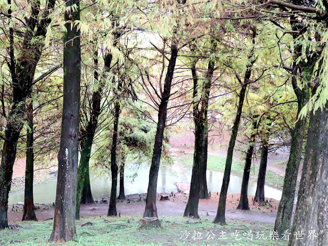 宜蘭羅東落羽松『羅東運動公園』冬季限定/宜蘭羅東景點