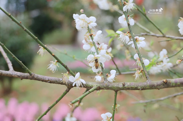 台北景點鬱金香花展『花卉試驗中心』台北人的小秘境