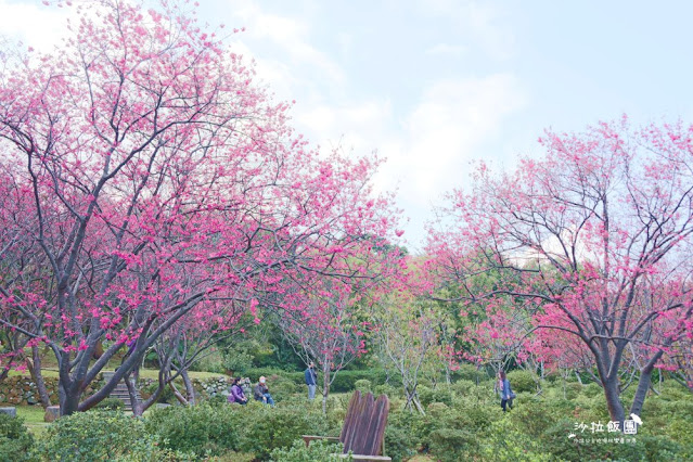 台北景點鬱金香花展『花卉試驗中心』台北人的小秘境