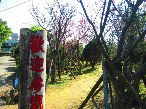 我的秘密花園&平等里賞櫻【平菁街42巷】