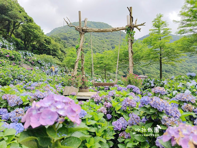 竹子湖繡球花『名陽匍休閒農莊』海芋、繡球花一起賞