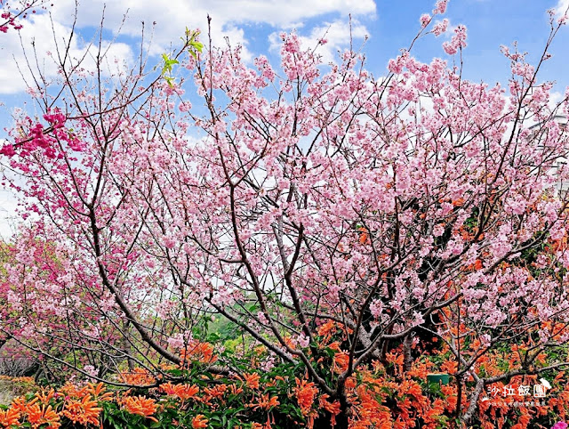 鶯歌景點『鶯歌永吉公園』炮仗花、3D步道、迴旋溜滑梯特色公園