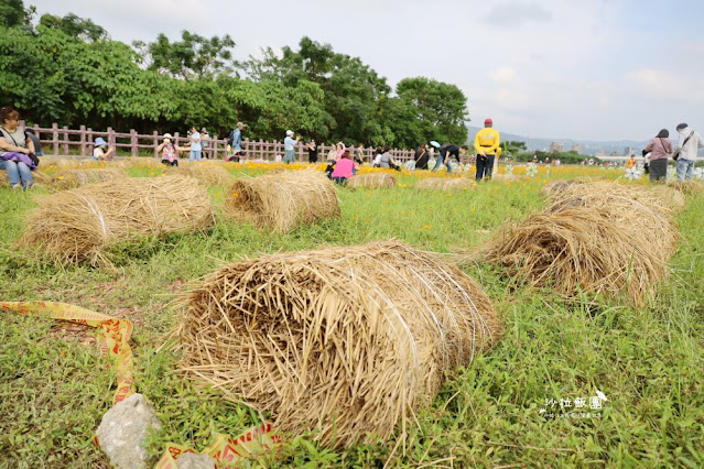 免費入場【2021愛戀關渡花現幸福】5公頃大片花海，北投景點