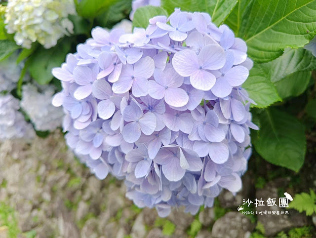 竹子湖繡球花『名陽匍休閒農莊』海芋、繡球花一起賞