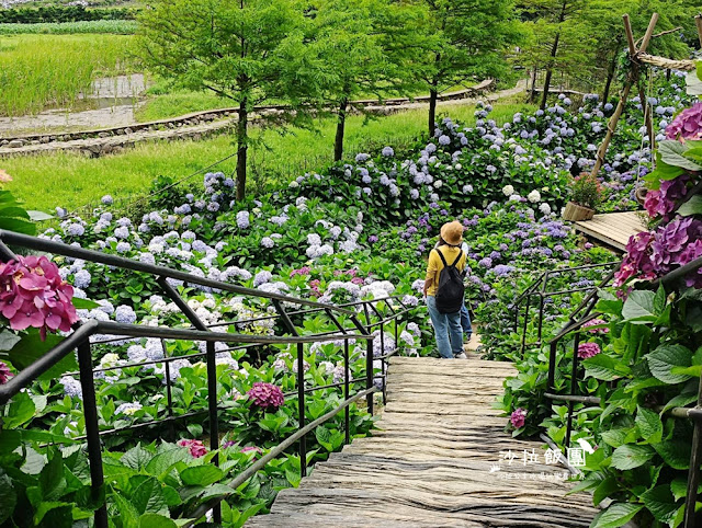 竹子湖繡球花『名陽匍休閒農莊』海芋、繡球花一起賞