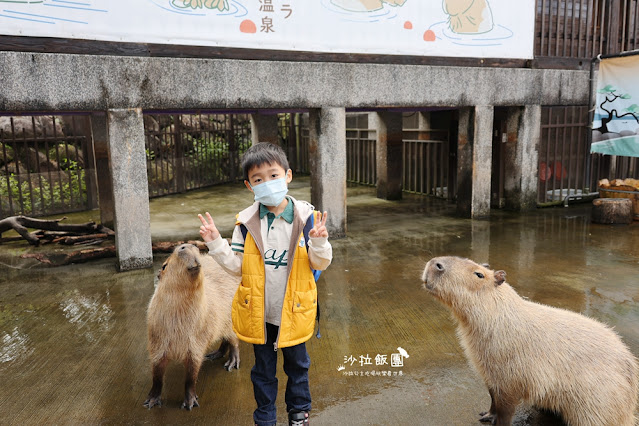 綠舞全新六人家庭套房搶先住❗️虛擬高爾夫全新登場❗️一泊二食體驗擼貓下午茶、餵食園區萌寵