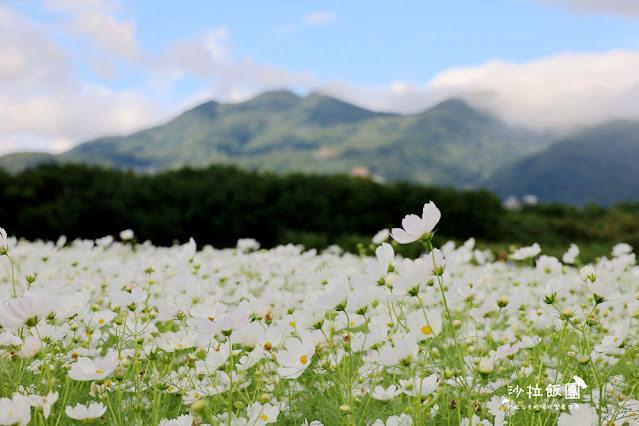 【免費入場】北投景點關渡花海2022愛戀關渡，花現幸福